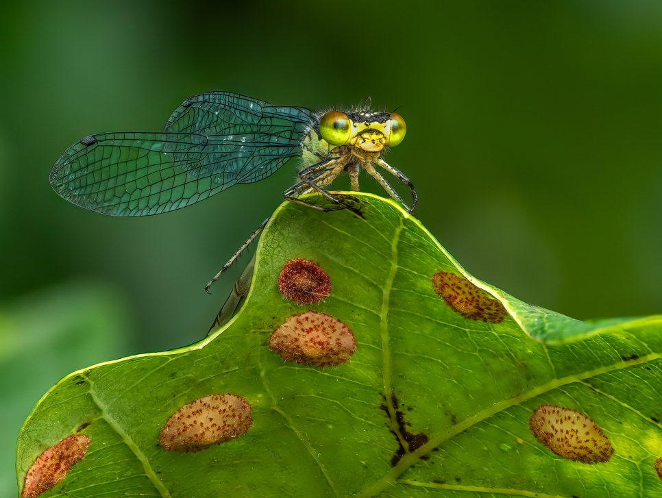 Macro Magic: Dragonflies & Damselflies
